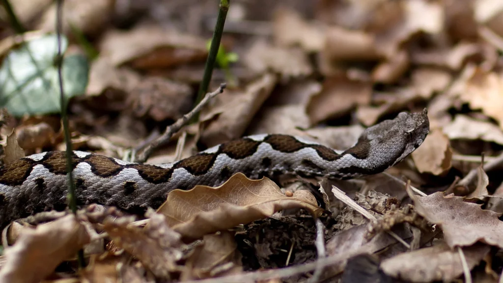 Το νησί των φιδιών με τις οχιές που σκοτώνουν με ένα μόνο δάγκωμα – Λιώνουν την ανθρώπινη σάρκα