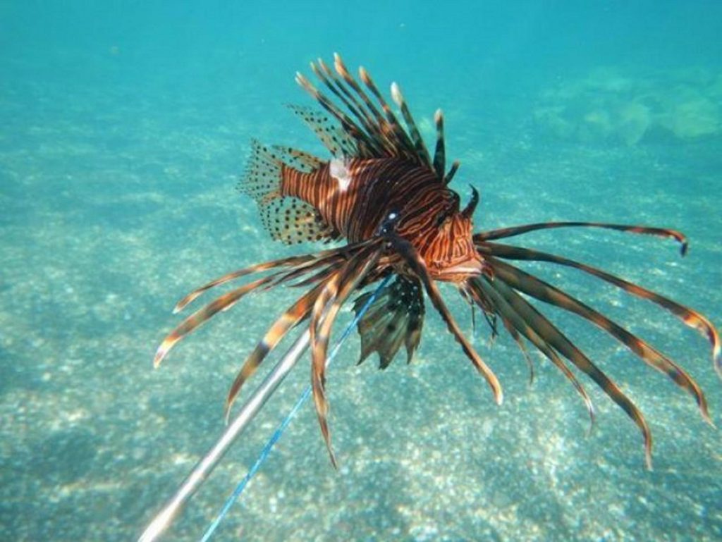 Λεοντόψαρο και λαγοκέφαλος: Τα δύο επικίνδυνα για τον άνθρωπο ψάρια των ελληνικών θαλασσών