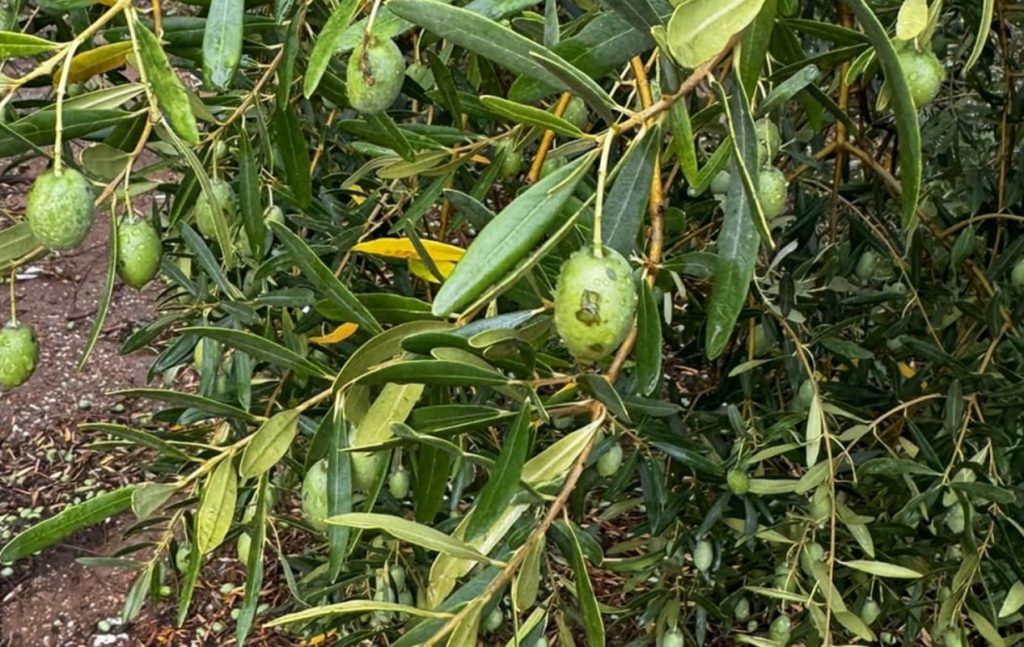 Σε απόγνωση οι ελαιοπαραγωγοί της Χαλκιδικής: «Καταστράφηκε όλη η παραγωγή από το χαλάζι» (φώτο-βίντεο)