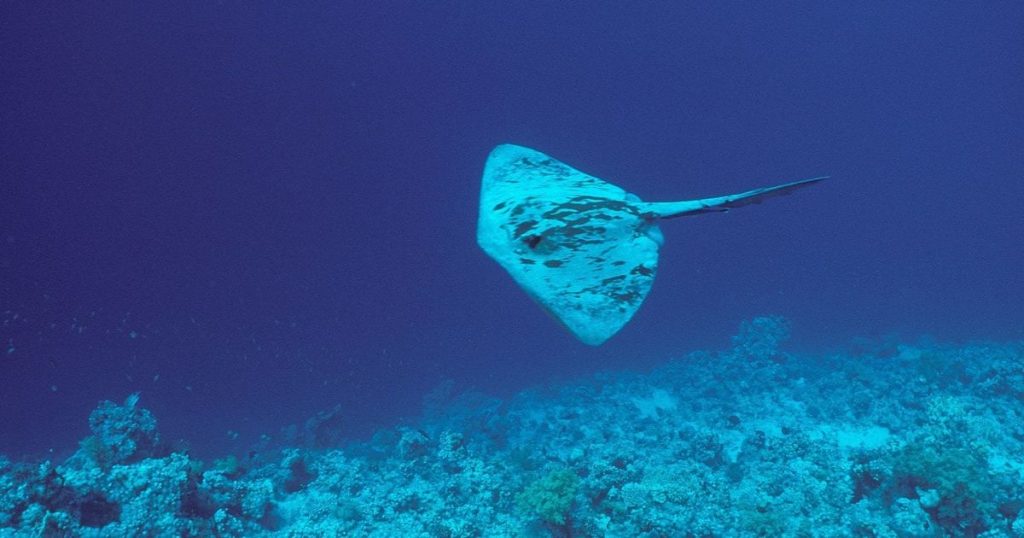 Σαλάχι: Τι συμπτώματα προκαλεί το τσίμπημά τους – Οι πρώτες βοήθειες και πότε να πάτε στον γιατρό