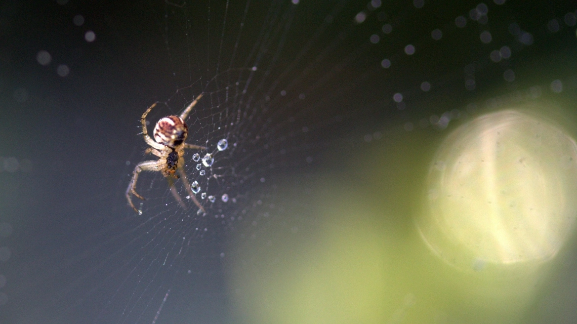 Τσίμπημα αράχνης: Tι αναφέρει το πόρισμα του ιατροδικαστή για τον θάνατο του 48χρονου στον Πύργο