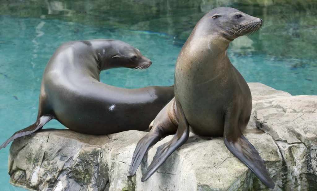 Ρεπόρτερ δέχτηκε «επίθεση αγάπης» από ένα θαλάσσιο λιοντάρι σε live μετάδοση (βίντεο)