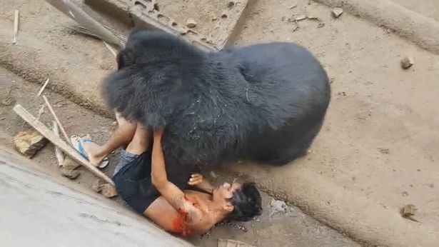 Videó: A pillanat, amikor egy férfi Thaiföldön megszökik egy medve elől, amely "élve megette" (grafikus képek)