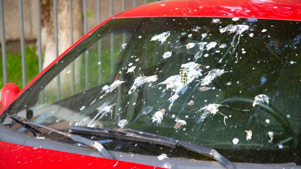 Τελικά τι ισχύει; – Οι κουτσουλιές των πουλιών καταστρέφουν το χρώμα των αυτοκινήτων μας ή όχι;