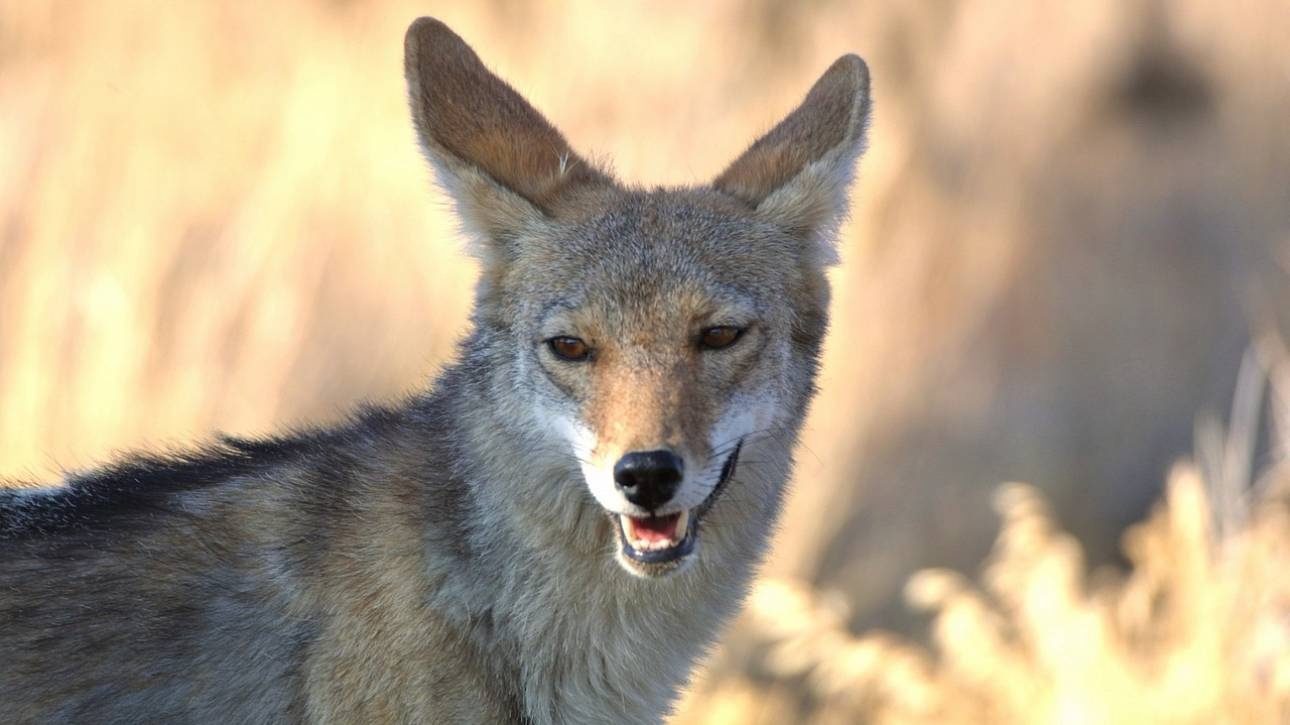 Βολή με θερμικό όπλο εξουδετερώνει κογιότ που θα σκότωνε ένα αρνί! (βίντεο)