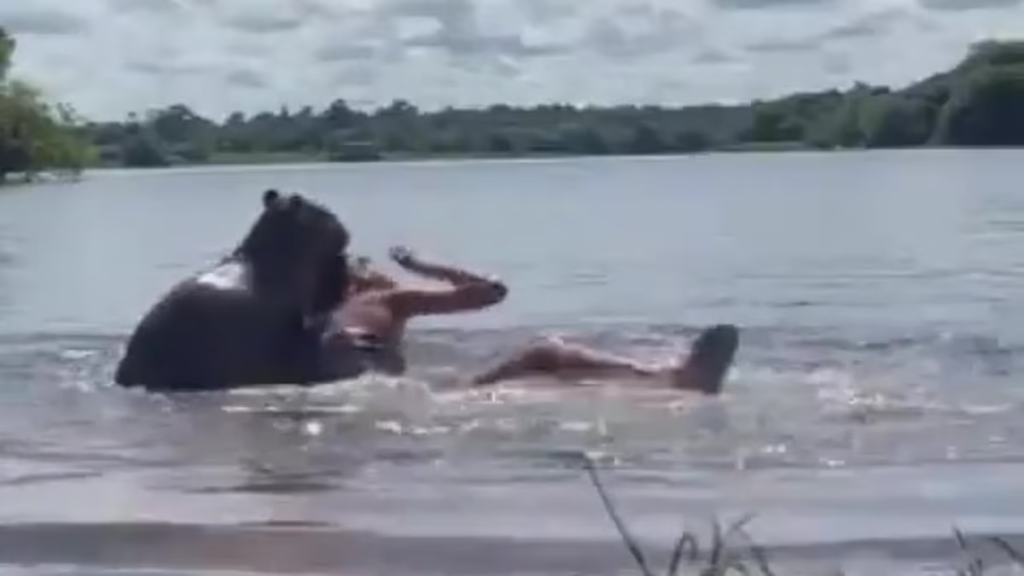 Βίντεο: Γυναίκα δέχθηκε επίθεση από καπιμπάρα ενώ κολυμπούσε στην Κολομβία – Της δάγκωσε το κεφάλι και τη βύθισε μέσα στο νερό