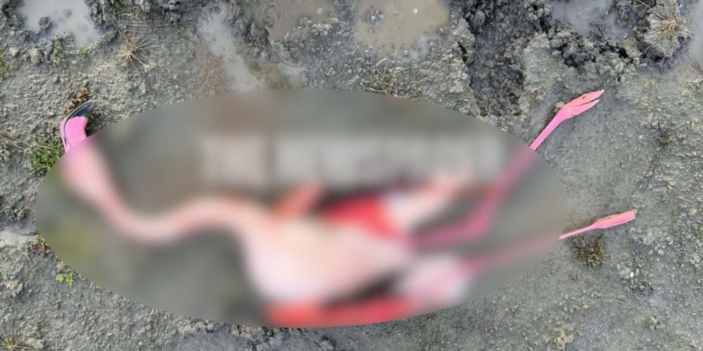 Λίμνη Κάρλα: Κυνηγοί σκότωσαν φλαμίνγκο (φωτο) 