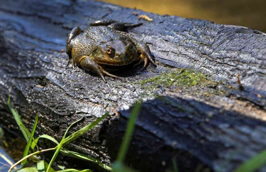 Ένα γιγάντιο είδος βατράχου που έζησε με τους δεινοσαύρους απειλείται με εξαφάνιση από τον άνθρωπο 