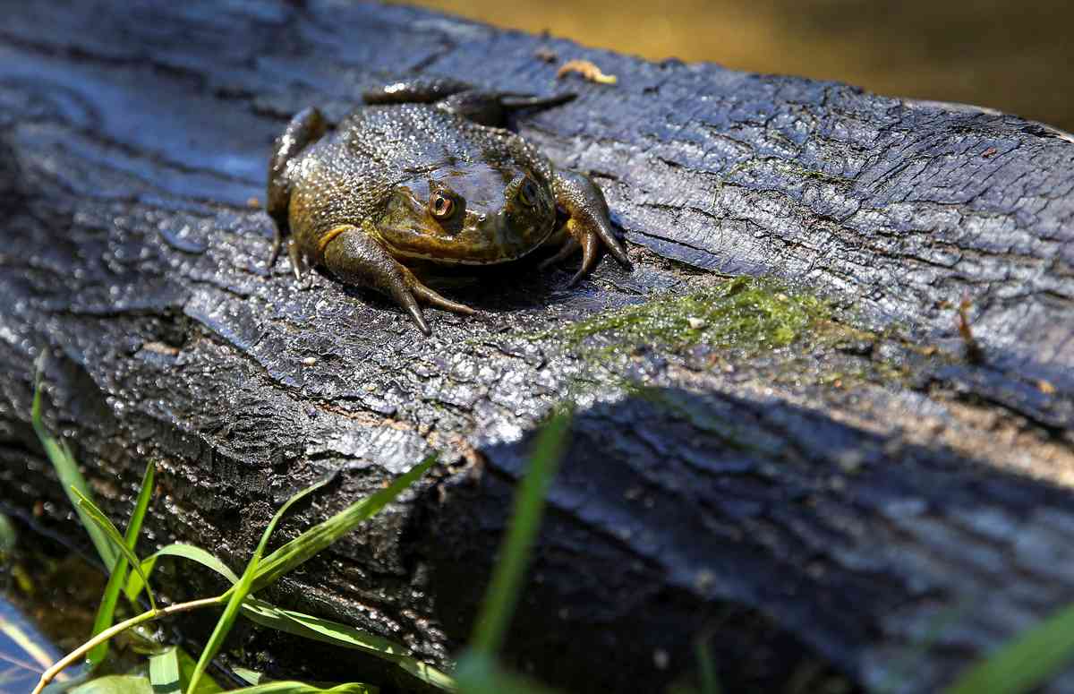 Ένα γιγάντιο είδος βατράχου που έζησε με τους δεινοσαύρους απειλείται με εξαφάνιση από τον άνθρωπο 