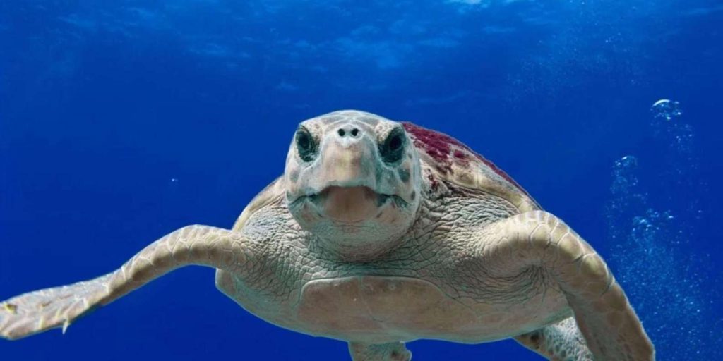 Ινδία: Περισσότερες από 400 νεκρές θαλάσσιες χελώνες ξεβράστηκαν στις ακτές της χώρας