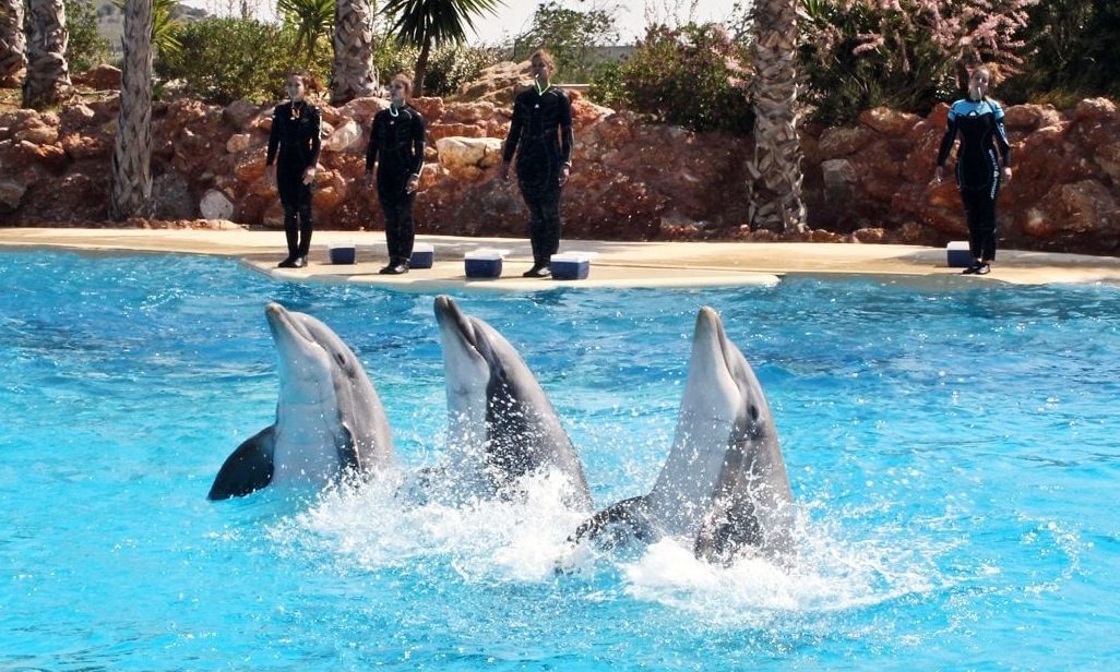 Δελφίνια τέλος στο Αττικό Πάρκο: Μεταφέρονται στη Φλόριντα βάσει κανονισμών