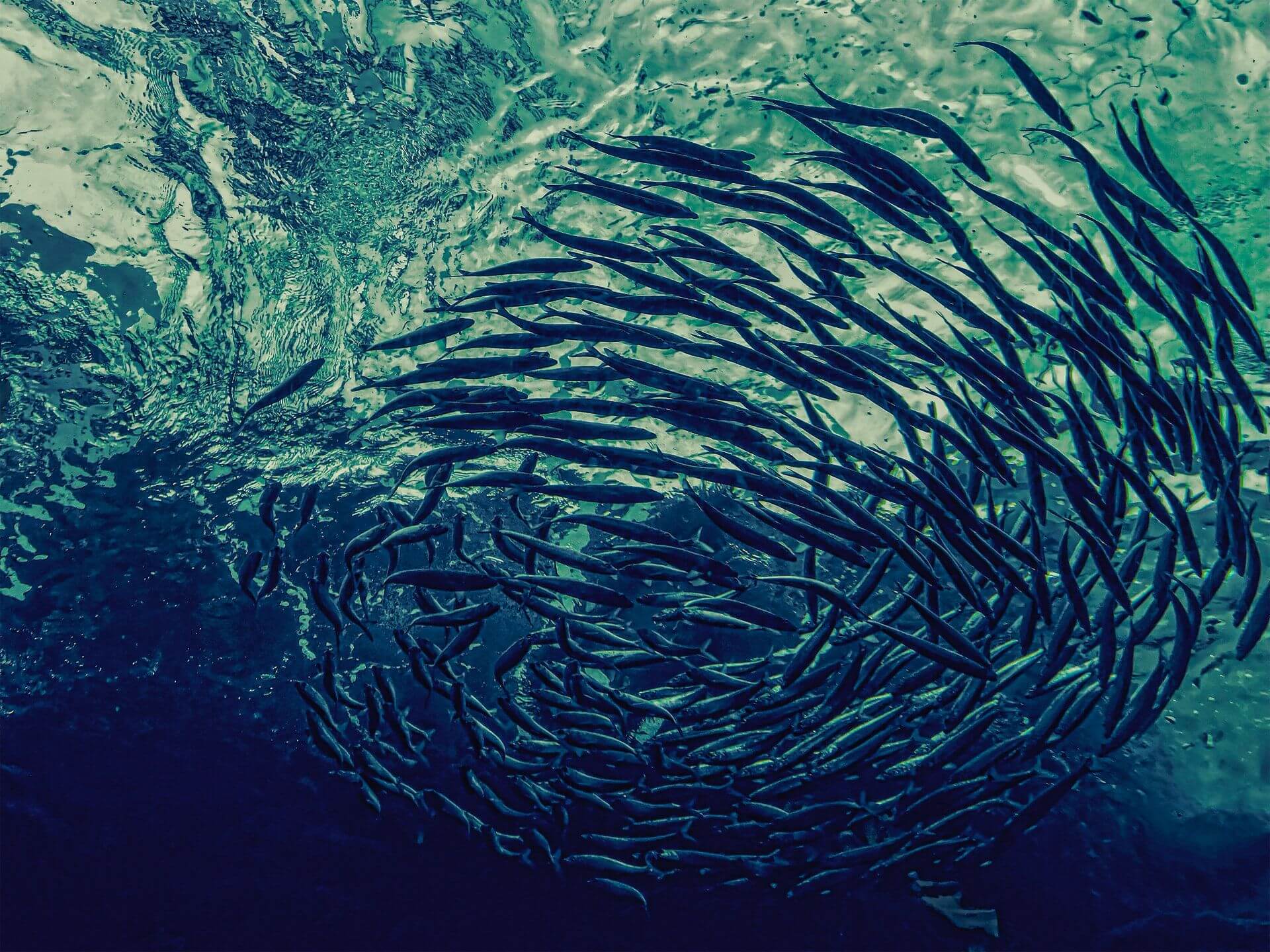 HΠΑ: Ψάρι που είχε εξαφανιστεί από τα ύδατα της Βικτώρια από το 1929… «επέστρεψε»