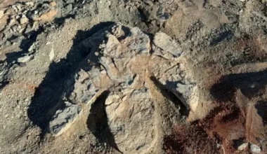Μογγολία: Ερευνητές ανακάλυψαν τεράστιο αποτύπωμα που ανήκει σε δεινόσαυρο με… ράμφος πάπιας