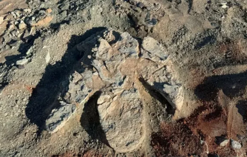 Μογγολία: Ερευνητές ανακάλυψαν τεράστιο αποτύπωμα που ανήκει σε δεινόσαυρο με… ράμφος πάπιας