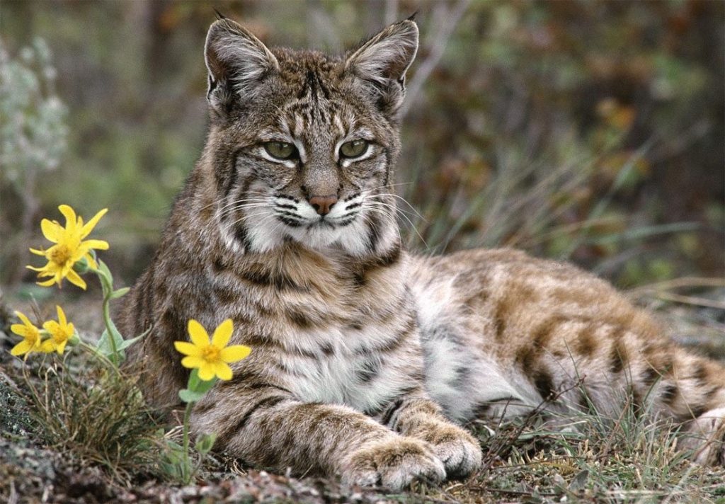 Αγριόγατος εντοπίστηκε στη λίμνη Κερκίνη (φωτο)