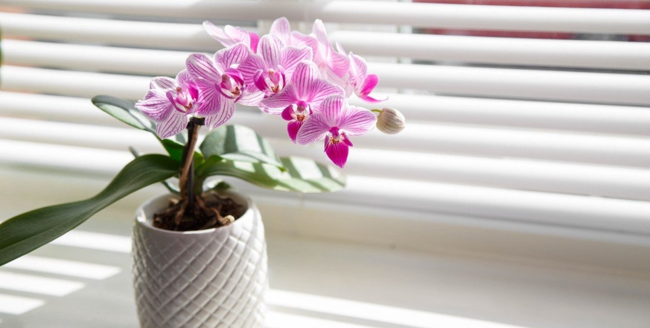 Αυτά είναι τα πέντε φυτά εσωτερικού χώρου που απορροφούν την υγρασία από το σπίτι