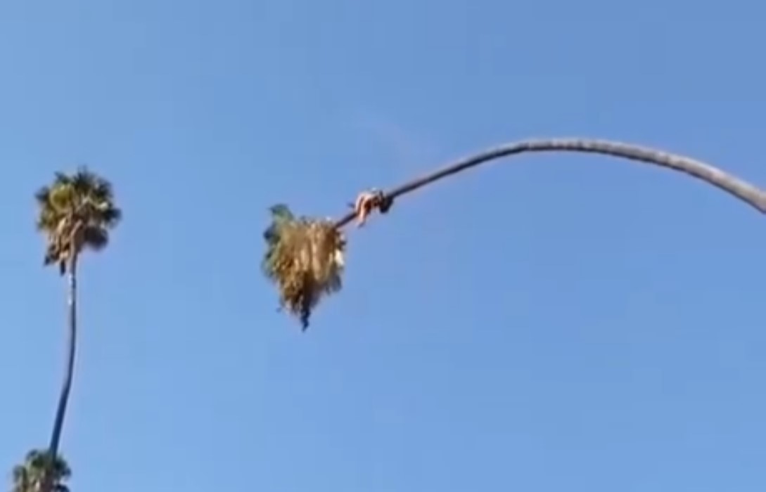 Δύσκολη δουλειά να κουρεύεις φοίνικες! (βίντεο)