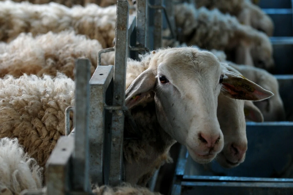 Νέο κρούσμα ευλογιάς στον Αλμυρό – Προς θανάτωση 600 ζώα