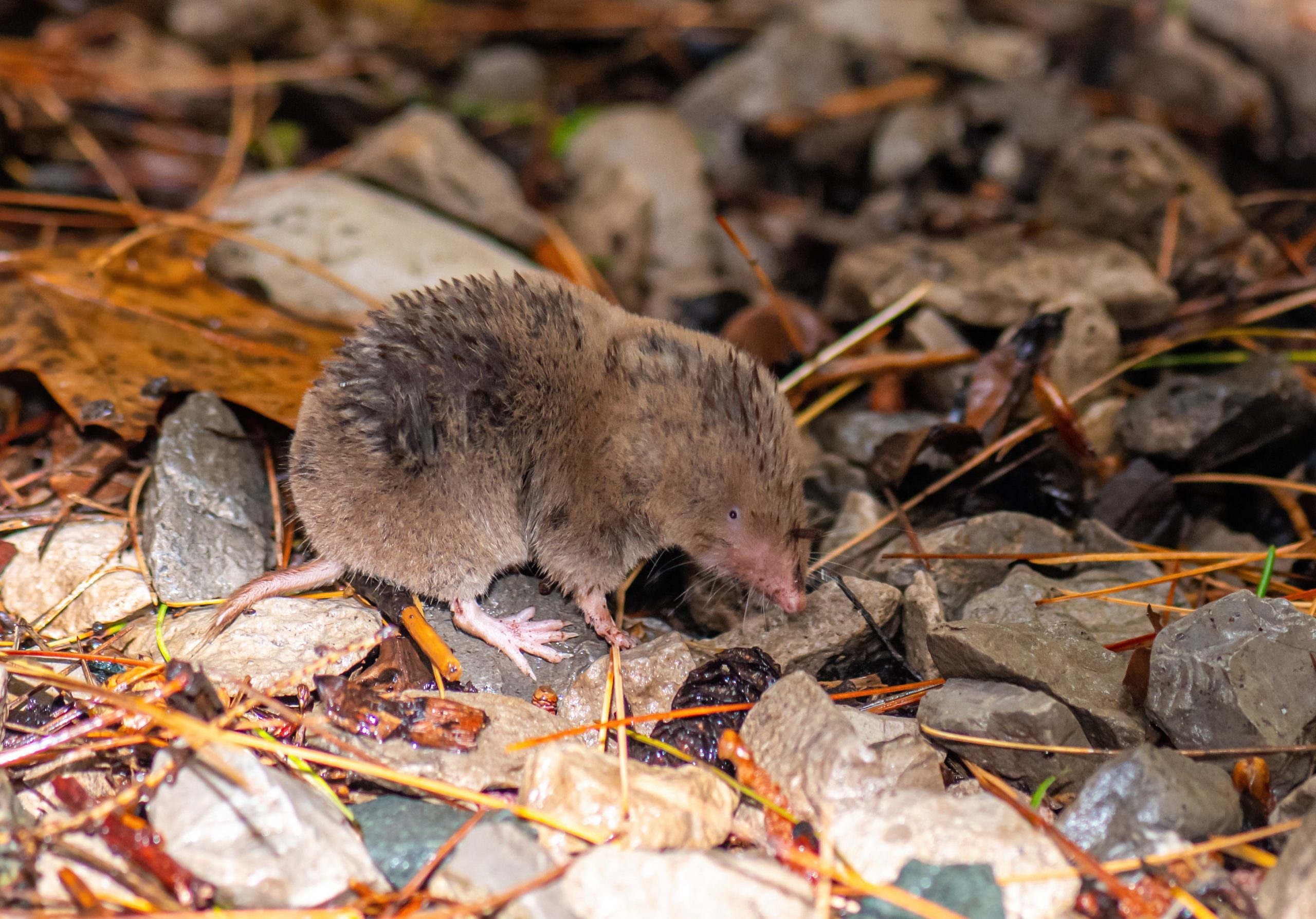 Camp Hill: Εντοπίστηκε θανατηφόρος ιός σε μυγαλές στις ΗΠΑ – Φόβοι για πανδημία