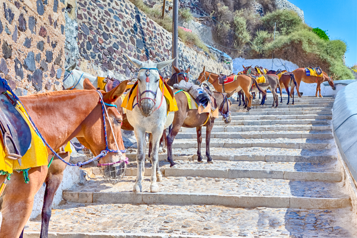 Τι προβλέπεται για τα γαϊδουράκια της Σαντορίνης σε περίπτωση ισχυρού σεισμού;