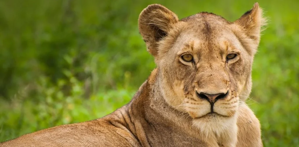 Κίνα: Βίντεο από τη στιγμή που λέαινα επιτίθεται σε εργαζόμενο στη διάρκεια παράστασης σε τσίρκο