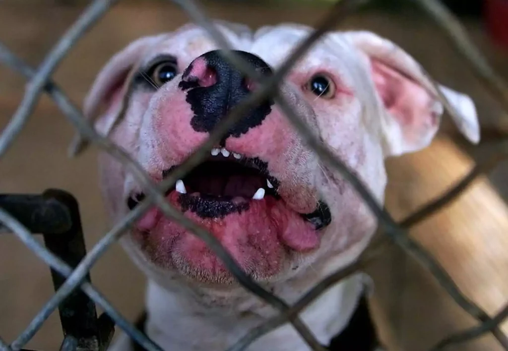 Ιταλία: Εννέα μηνών κοριτσάκι δέχθηκε θανάσιμη επίθεση από ένα πίτμπουλ – Το ψέμα του πατέρα