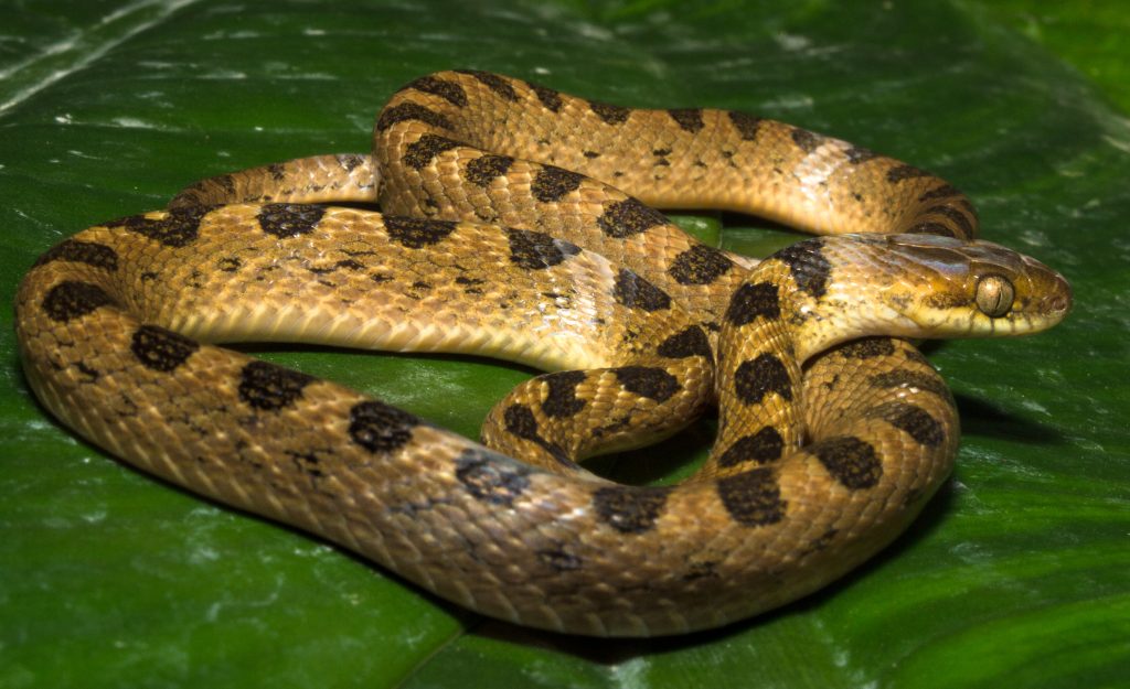 ΗΠΑ: Δηλητηριώδες φίδι από τον Ισημερινό εντοπίστηκε «κρυμμένο» μέσα σε… μπανάνες σε σούπερ μάρκετ