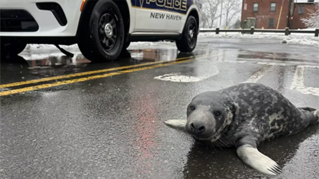 Φώκια παρεμπόδισε την κυκλοφορία στο Νιου Χέιβεν – Μυστήριο παραμένει το πως βρέθηκε στο κέντρο της πόλης (vid)
