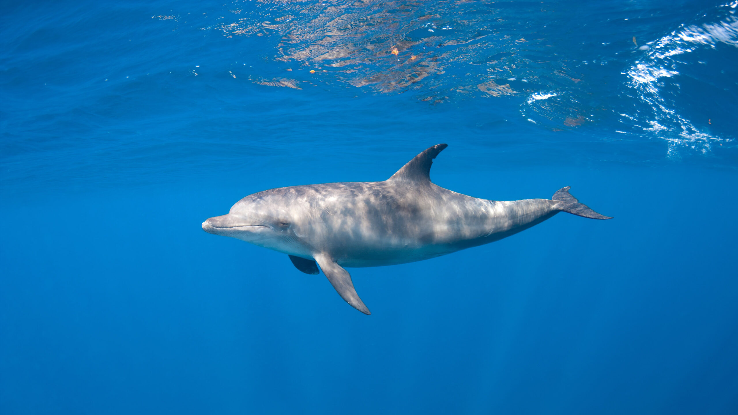 NASA: Το πείραμα με το δελφίνι που ερωτεύτηκε την εκπαιδεύτριά του