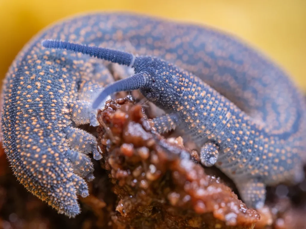 «Έντομο της χρονιάς»: Το βελούδινο σκουλήκι νικητής ανάμεσα σε παράξενα πλάσματα – Δείτε τη λίστα με όλα τα έντομα