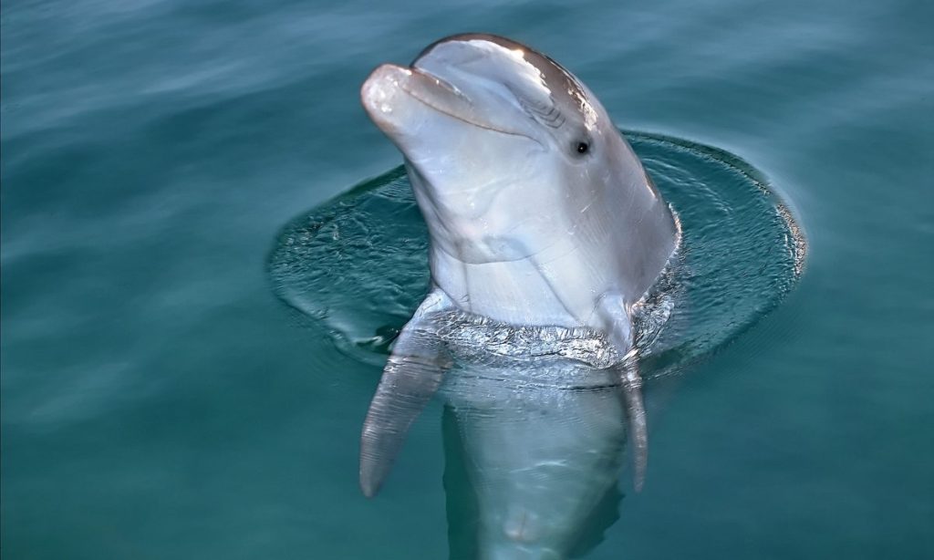 Κρήτη: Νεκρά ξεβράστηκαν τρία δελφίνια στην παραλία των Χανίων