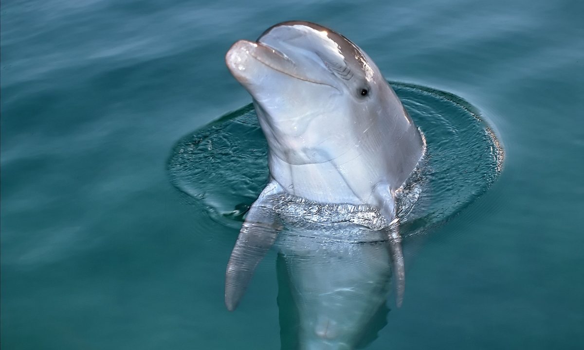 Κρήτη: Νεκρά ξεβράστηκαν τρία δελφίνια στην παραλία των Χανίων