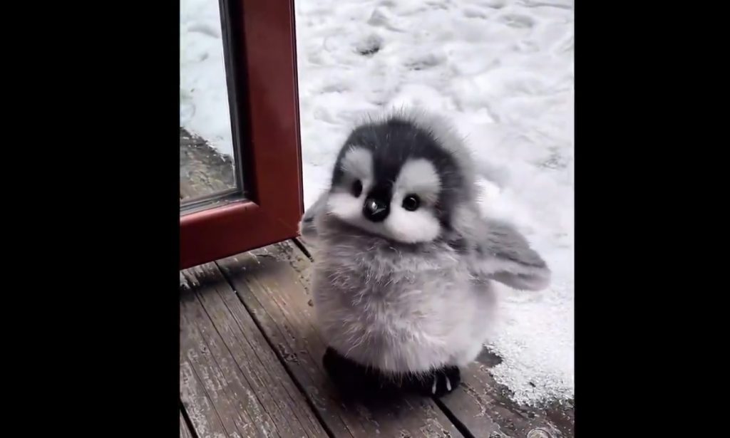 Βίντεο: Viral ο μικρός πιγκουίνος που πίνει από μπιμπελό!