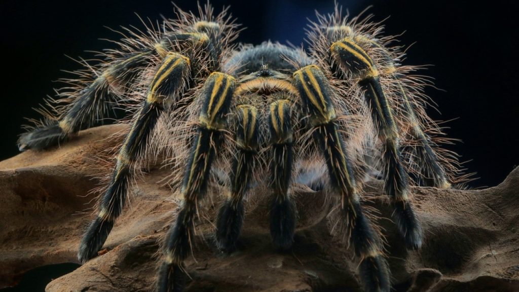 Αναστάτωση σε πτήση της Iberia Airlines: Ταραντούλα δάγκωσε τον πιλότο