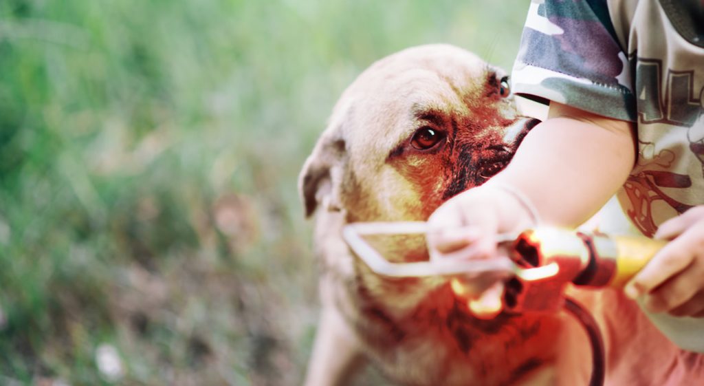 Βόλος: Σκύλος δάγκωσε 9 μηνών βρέφος μέσα στο σπίτι