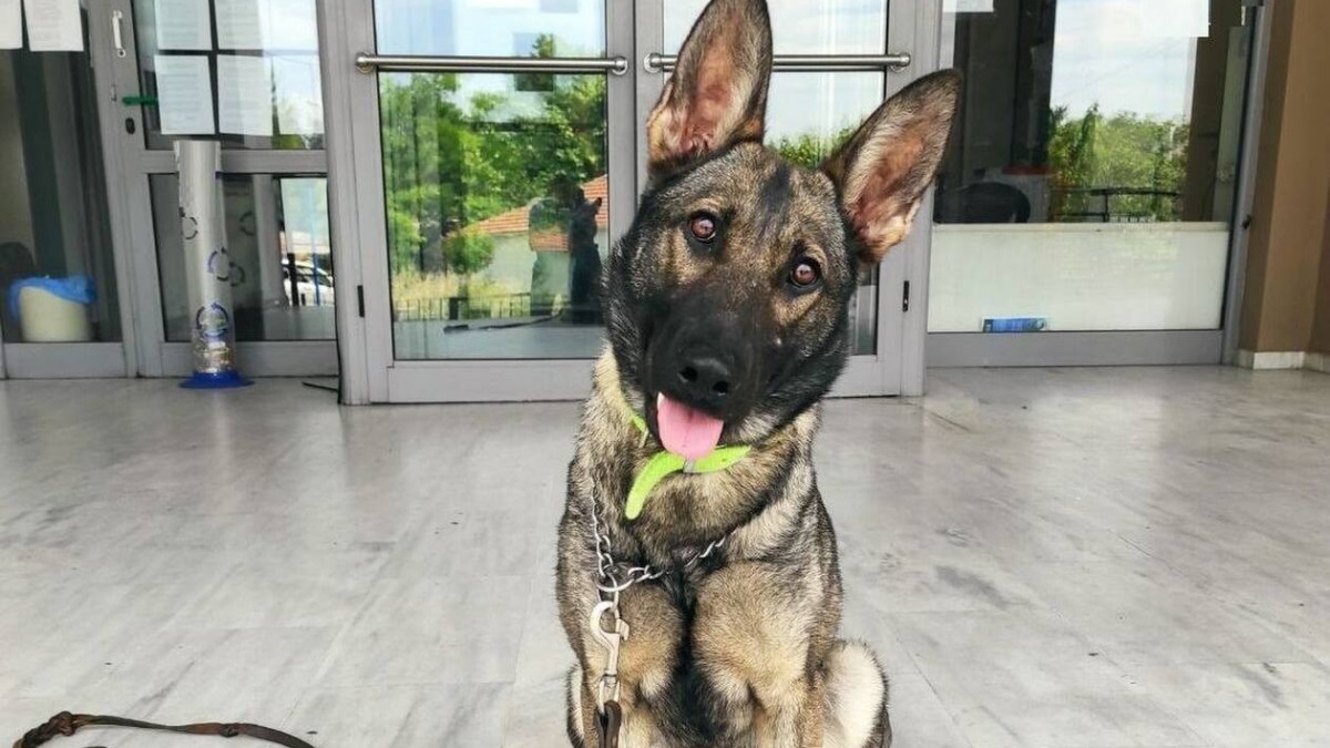 Ωραιόκαστρο: Βίντεο από τη στιγμή που ο αστυνομικός σκύλος «Roxy» «ξετρυπώνει» ναρκωτικά που ήταν κρυμμένα