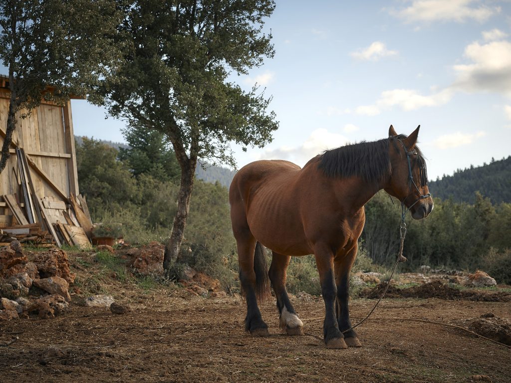 Horse Heaven Farm – Bυτίνα Αρκαδίας: Εκεί που οι άνθρωποι γίνονται «ένα» με τα άλογα