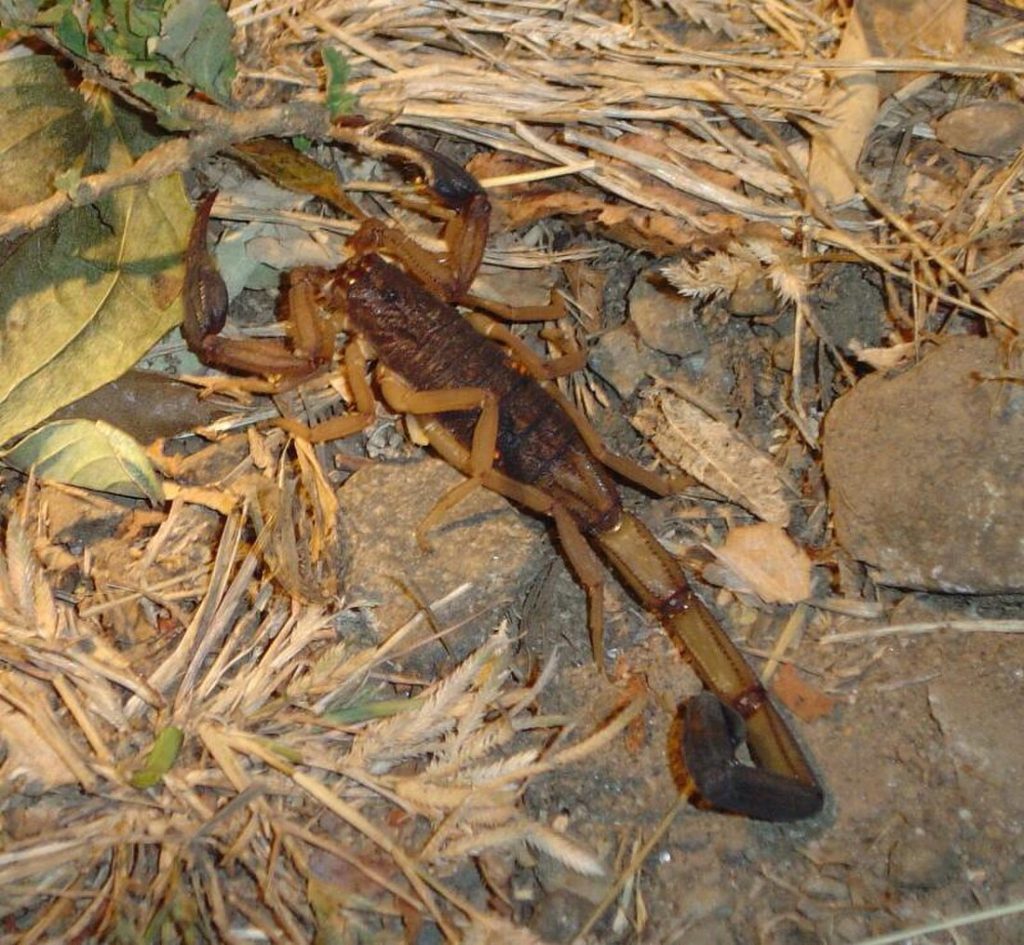 Κίνα: Ανακαλύφθηκε σπάνιο απολίθωμα γιγάντιου σκορπιού που έζησε πριν από 125 εκατομμύρια χρόνια (φωτο)