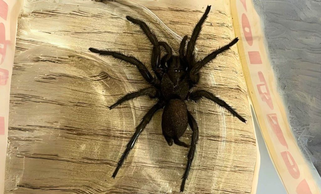 Βρετανία: Άνδρας βρήκε τη μεγαλύτερη αράχνη της Ευρώπης σε… κιβώτιο με ελιές – «Το μέγεθός της ήταν εντυπωσιακό»