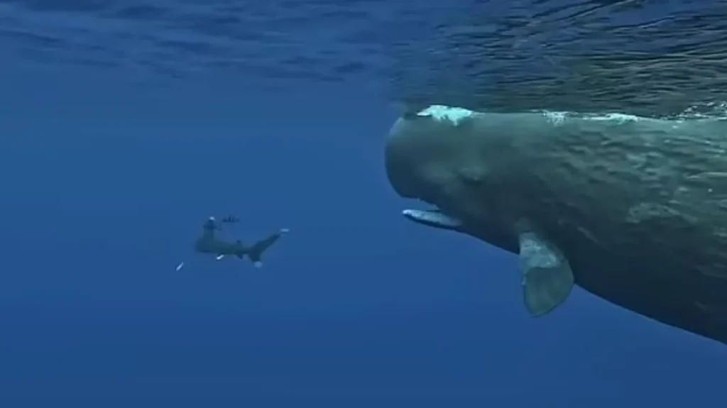 Βίντεο: Φάλαινες προστάτευσαν δύτη από επίθεση λευκού καρχαρία στην Μαυριτανία