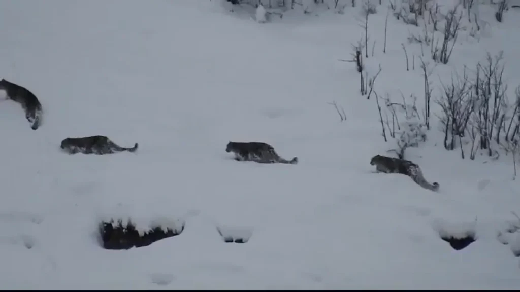 Πακιστάν: Σπάνιες λεοπαρδάλεις του χιονιού σκαρφαλώνουν στα βουνά – Δείτε το βίντεο