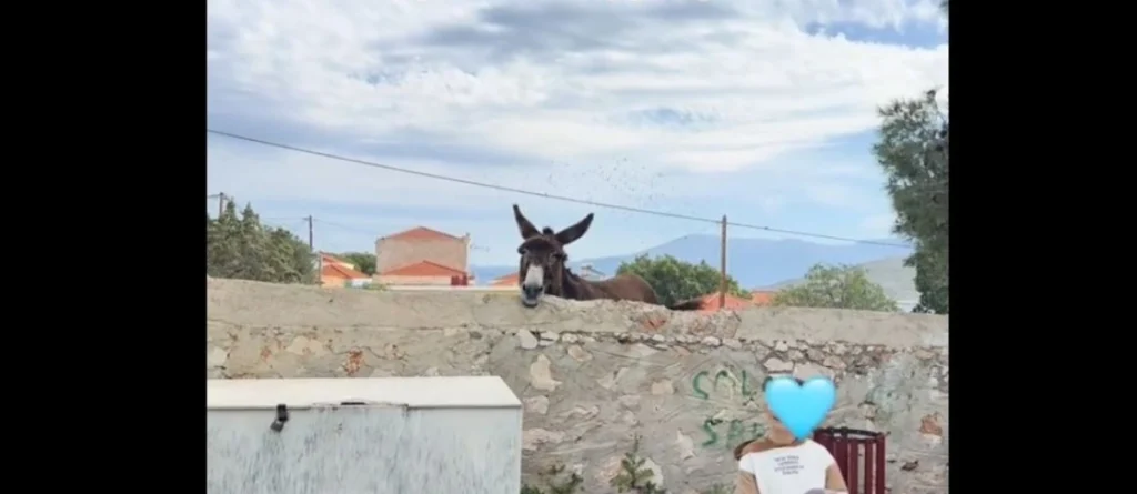 Γάιδαρος απολαμβάνει το τραγούδι των μαθητών και γίνεται viral – Δείτε βίντεο