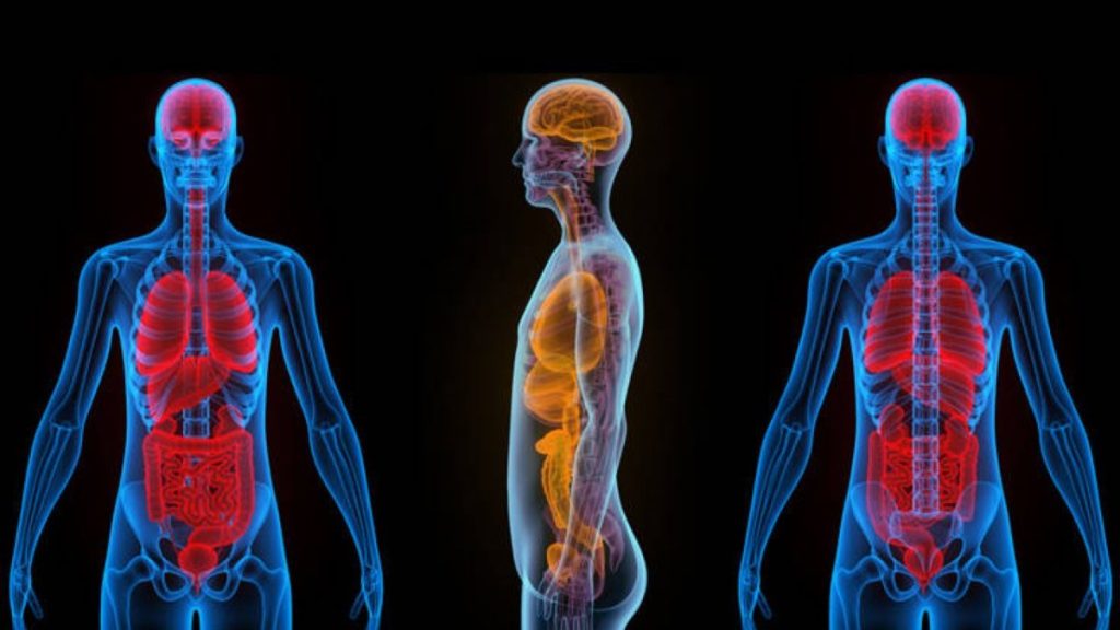 Το γνωρίζατε; – Αυτό είναι το μόνο ανθρώπινο όργανο που μπορεί να αναγεννηθεί!