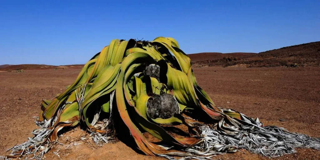Αυτό είναι το σπάνιο φυτό που μπορεί να επιβιώσει έως και 1.000 χρόνια! – Πού συναντάται