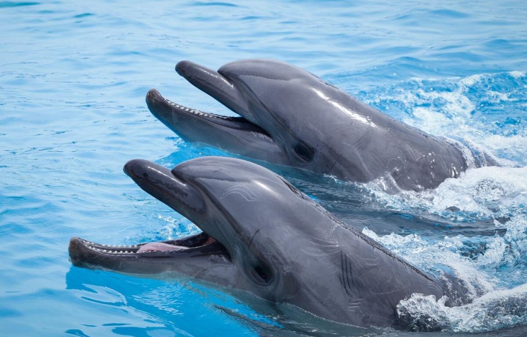 ΗΠΑ: Έφοδος των Αρχών σε θαλάσσιο πάρκο στη Φλόριντα – 4 δελφίνια πέθαναν μυστηριωδώς μέσα σε λίγους μήνες