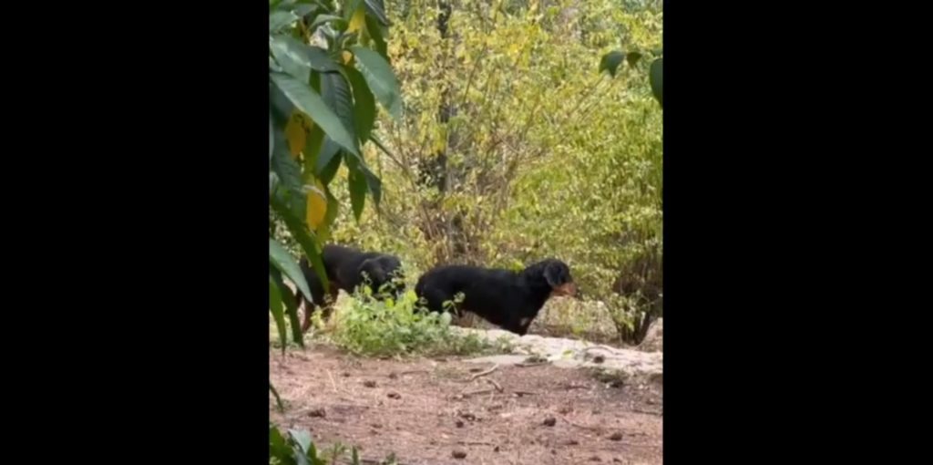 «Σφράγισαν» το Άλσος Παγκρατίου για 24 ώρες λόγω αγέλης αδέσποτων σκυλιών – Δείτε εικόνες