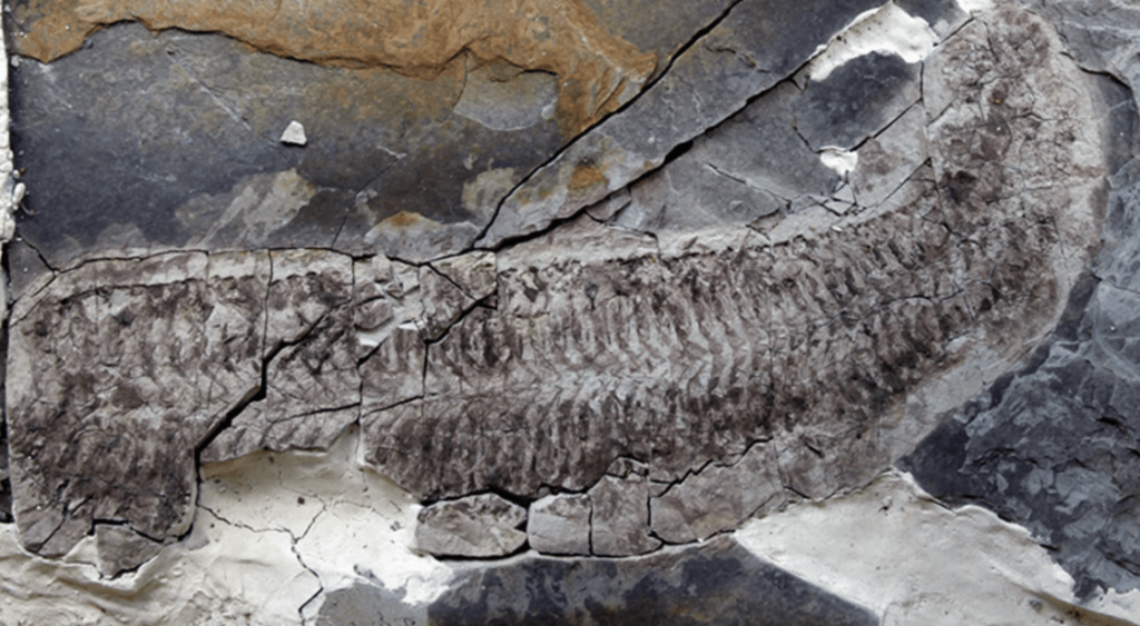 «Μυστήριο» με το απολίθωμα 444 εκατ. ετών χωρίς πόδια και κεφάλι