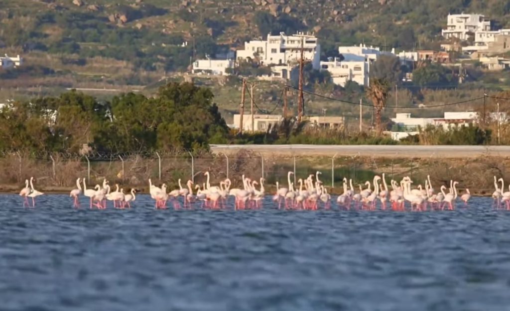Εντυπωσιακό θέαμα στη Νάξο: Πάνω από 160 φλαμίνγκο σταμάτησαν στην Αλυκή για… ανεφοδιασμό (βίντεο)