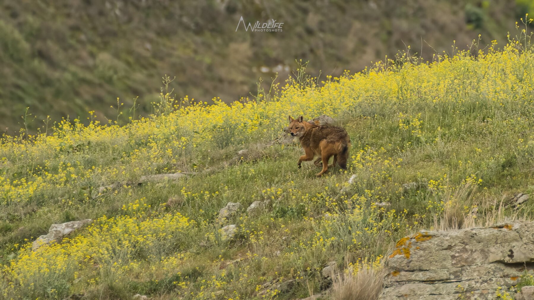 Ζευγάρι από σπάνιου είδους τσακάλια εντοπίστηκε στη λίμνη Κάρλα (φωτο)