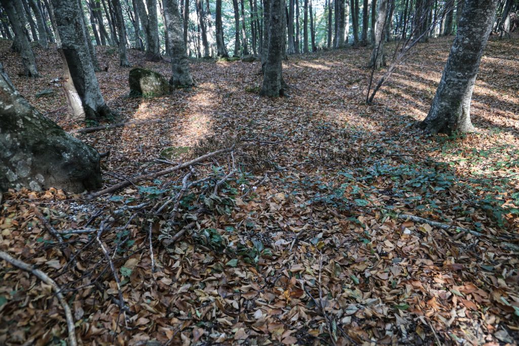 Στη φυλακή ο 35χρονος που υλοτομούσε παράνομα στο δάσος της Αρέθουσας